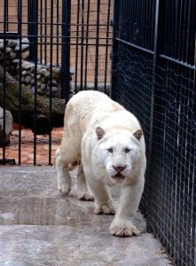 Údajní zločinci chovali i vzácného tygra-albína.