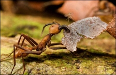 Mravenec rodu Eciton burchellii