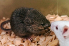 Myší klon se narodil 16 let po smrti dárce genetické informace.