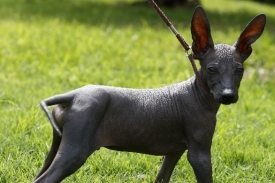 Čtyřměsíční štěně se zatím jmenuje Uši. Bude z něj Machu Picchu.