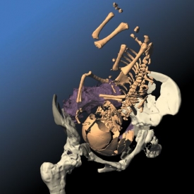 Počítačová simulace porodu u neandertálců.