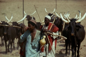 Nigerská farma