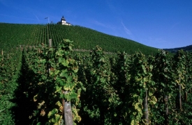 Údolí řeky Mosely, německá vinařská pokladnice.