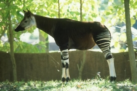 Okapi je nejbližší žijící příbuzná žirafy.