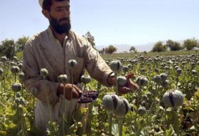 Opiové pole v Afghánistánu