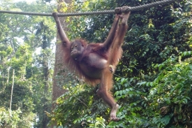 Orang-utan, malajsky lesní muž.
