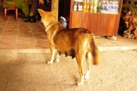 Vietnamští psi se nekontrolovaně množí.