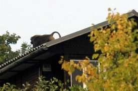 Z brněnské zoologické zahrady uprchl 20. září po poledni pavián.