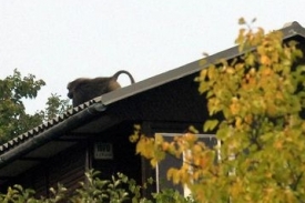 Z brněnsk&eacute; zoologick&eacute; zahrady uprchl 20. z&aacute;ř&iacute; po poledni pavi&aacute;n.