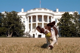 Slušný psí výběh. Na snímku Bushův Spot, zemřel roku 2004.