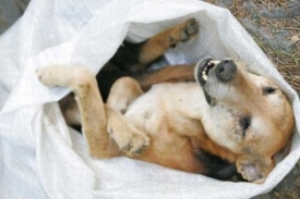 Veterináři potvrdili, že psi na Olomoucku byli otráveni.