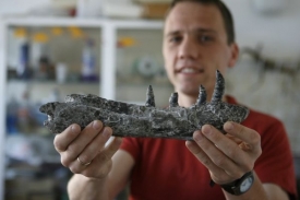 Paleontolog Tomasz Sulej ukazuje čelist polského dinosaura.