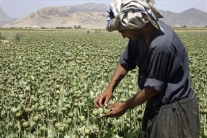 Sbírání opiové suroviny z nezralých makovic. Provincie Kandahár.
