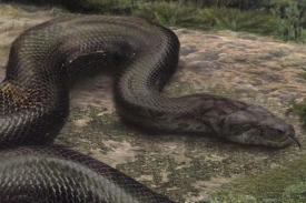 Hadí rekordman měřil nejméně 13 metrů a vážil přes 1100 kilogramů.
