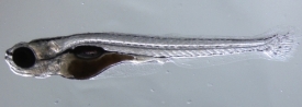 Embryo pokusné rybky dania.