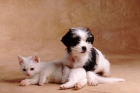 Výrobky ze psích a kočičích kůží jsou v EU zakázané.