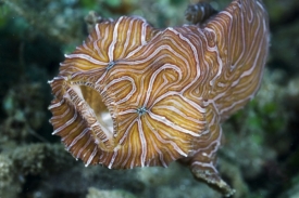 Barevné vzory slouží jako maskování v korálových útesech.