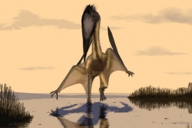 Lacusovagus magnificens měl rozpětí křídel pět metrů.