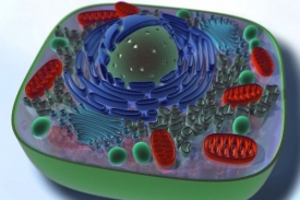 Živočišná buňka- mitochondrie zobrazeny červeně