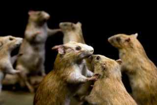 Vycpané krysy v Aurouze, u tradičního deratizátora v Paříži.