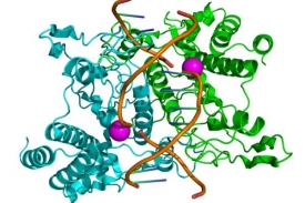 Příklad prostorové struktury restrikčního enzymu.