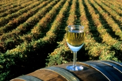 Mezi bílými víny uspělo v Litoměřicích Chardonnay z Moravy.