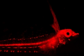U mnoha mořských ryb vědci objevili červeno fluorescenci.