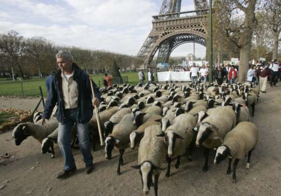 Politici v Nice, ovce v Paříži. Sedláci proti klesajícím příjmům.