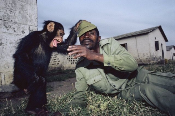 Relativní bezpečí. Šimpanz v parku Virunga na východě Konga.