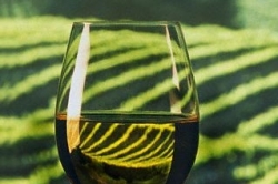 Mladá vína z loňského ročníku jsou aromatická a lehce pikantní.
