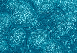 Lidské embryonální kmenové buňky pod mikroskopem