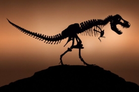 Dinosauří stopy vědci objevili v oáze uprostřed bývalé pouště.