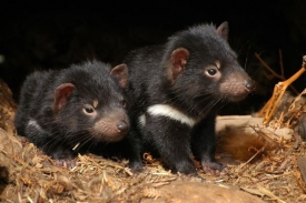 Infekční forma rakoviny může tasmánského čerta do deseti let vyhubit.