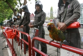 Papoušek vystrojený jako medik. Policie hlídá thajský parlament.