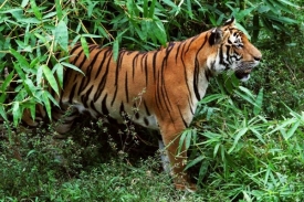 Tygr Kawi (na nedatovaném archivním snímku).