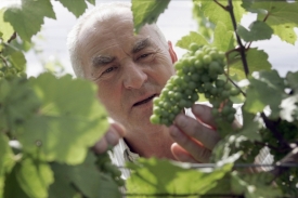 Největší pěstitel vinné révy v Čechách, zahájí sklizeň hroznového vína