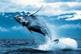 Velryba - jedno z nejdéle žijících zvířat na světě