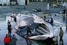 Česko se postavilo na stranu odpůrců lovu velryb.