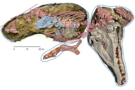 Fosilie březí samice: kosti mláděte modře, samice růžově.