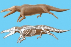 Samec 47,5 milionů let starého druhu Maiacetus inuus.