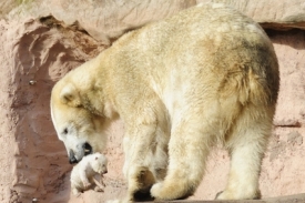 Bezejmenné medvídě s matkou Verou.