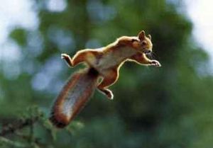 Zrzavý veverčí akrobat je také v ohrožení