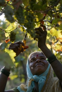Popíjení vína už v Indii není ukazatelem morálního rozkladu.