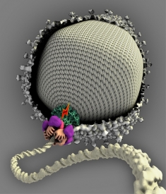 Umělecká představa virového motoru: pět rukou pěchuje DNA do pouzdra.