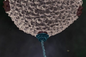 Motor na povrchu viru zasouvá DNA do ochranného pouzdra.