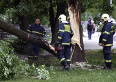 Strom spadlý přímo před základní školou v Sokolově.