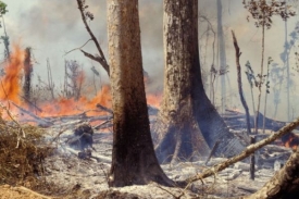 Významnou hrozbou pro pralesy je vypalování na pastviny.