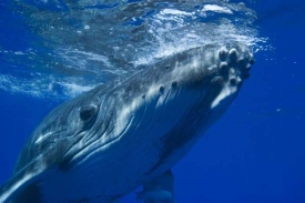 Velryby, delfíni a další mořští živočichové mají smůlu...
