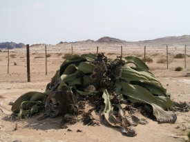Nejstarší exempláře welwitschie podivné nalezené v přírodě mají přes 2000 let a pamatují doby, kdy po zemi chodil Ježíš