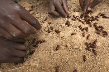 Hlad. Chlapci sbírají termity a obohacují si tak nuznou stravu.
